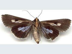 Lophoptera vittigera