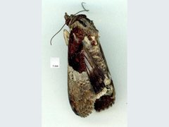 Lophoptera hemithyris