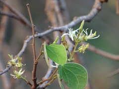 Bauhinia racemosa