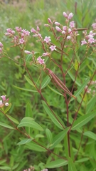 Apocynum venetum