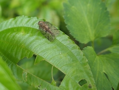 Nogodinidae