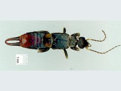 Nesogaster