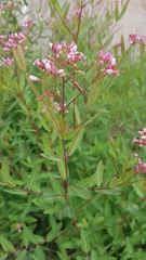 Apocynum venetum