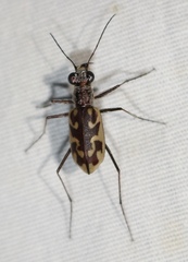 Ellipsoptera