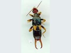 Marava arachidis