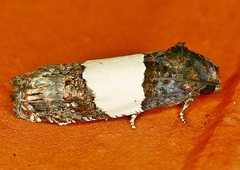 Epiblema tripartitana