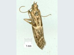 Ecbletodes psephenias