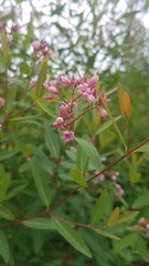 Apocynum venetum
