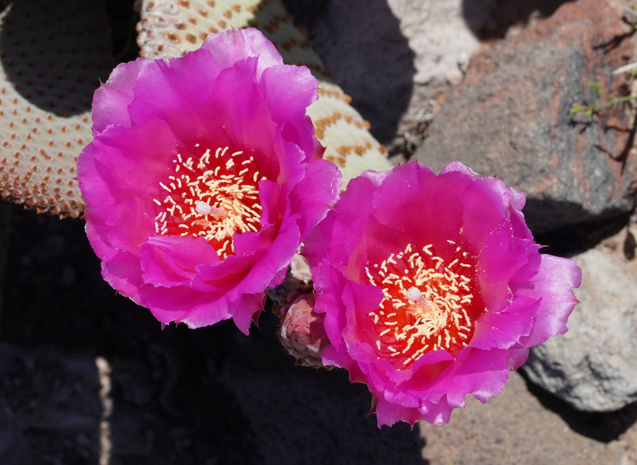 Opuntia basilaris