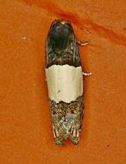 Epiblema tripartitana
