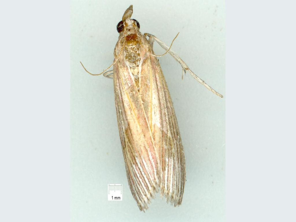 Lioprosopa