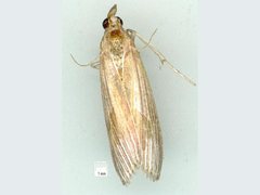 Lioprosopa