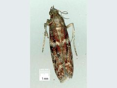 Cryptoblabes adoceta