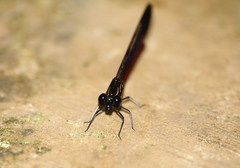 Rhinocypha pagenstecheri