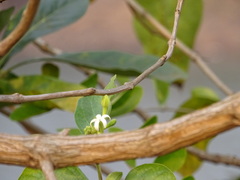 Morinda pubescens