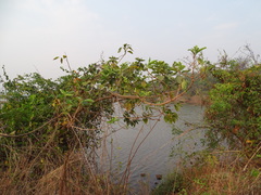 Morinda pubescens