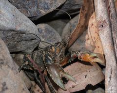 Euastacus yarraensis