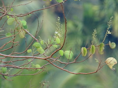 Bauhinia racemosa