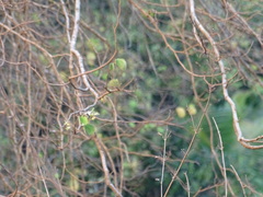 Bauhinia racemosa