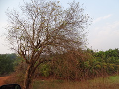 Bauhinia racemosa