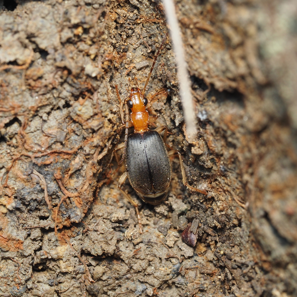 Brachinus adustipennis