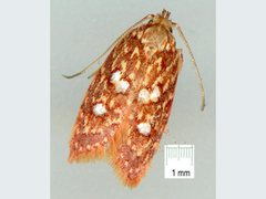 Euchaetis