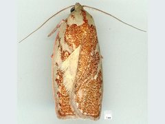 Euchaetis rhizobola