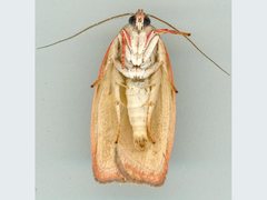 Euchaetis rhizobola