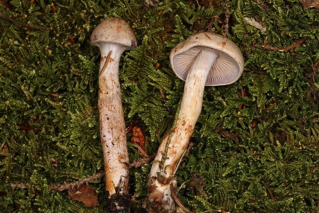 Cortinarius sp. 'NB13'