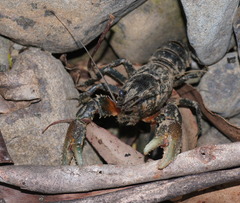 Euastacus yarraensis