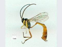 Hyposoter