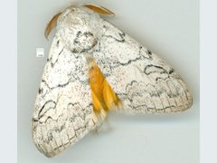 Calliteara farenoides