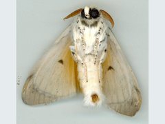 Calliteara farenoides