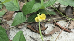 Vigna reflexopilosa