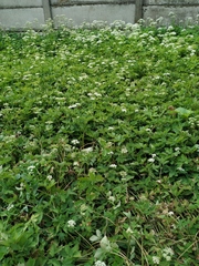 Aegopodium podagraria