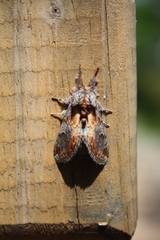Notodonta scitipennis