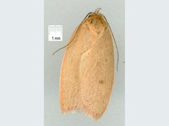 Prionocris complanula