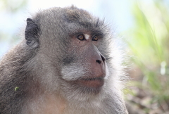 Macaca fascicularis