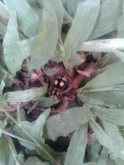 Hoplomutilla insignis