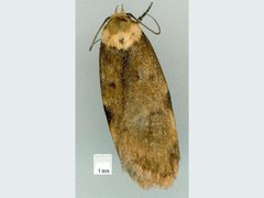 Elaeonoma deltacostamela