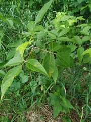 Acer negundo