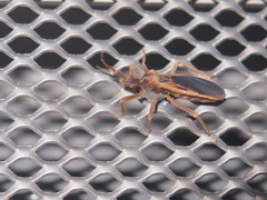 Opistoplatys majusculus