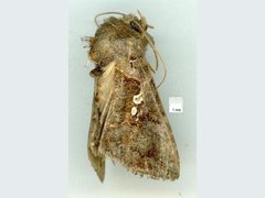 Argyrogramma signata