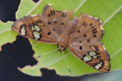 Coladenia indrani