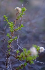 Helichrysum scabrum