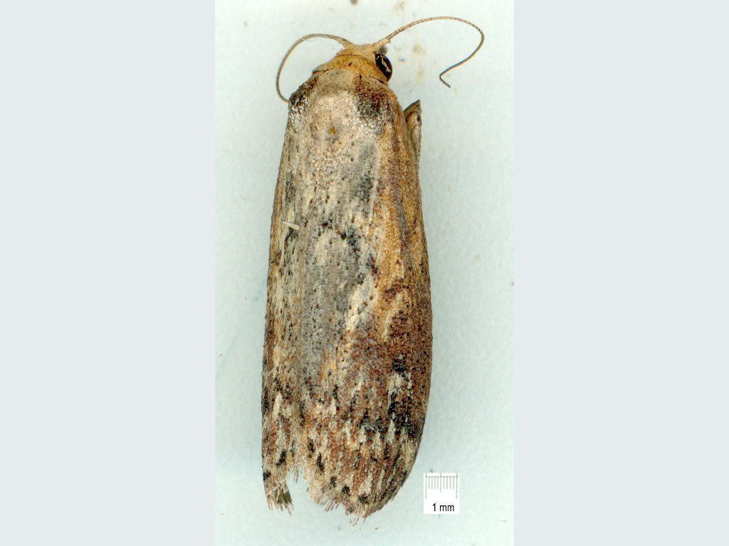 Hypolophota