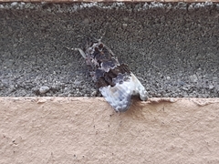 Apotomis betuletana