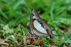 Polyura agraria