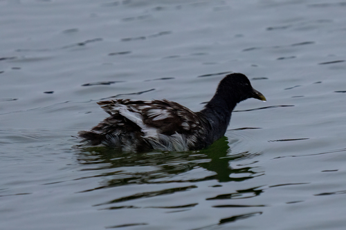 iNaturalist observation photo of Common Gallinule