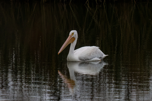 iNaturalist observation photo of American White Pelican